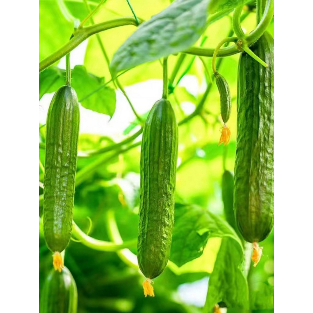 30 เมล็ด Tender Green Cucumber seed เมล็ดพันธุ์ แตงกวา เทนเดอร์กรีน เมล็ดพันธุ์แท้ เมล็ดพันธุ์อินทรีย์ ปลูกกลางแจ้ง - รูปที่ 4