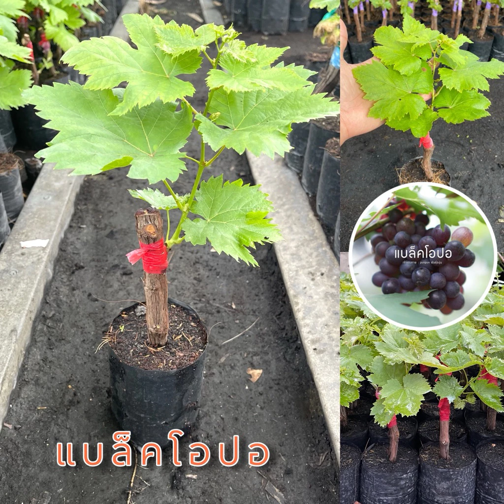 ต้นพันธุ์องุ่นแบล็คโอปอ ต้นพร้อมปลูก แตกยอดแล้ว