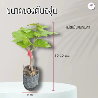 ต้นพันธุ์องุ่นแบล็คโอปอ ต้นพร้อมปลูก แตกยอดแล้ว