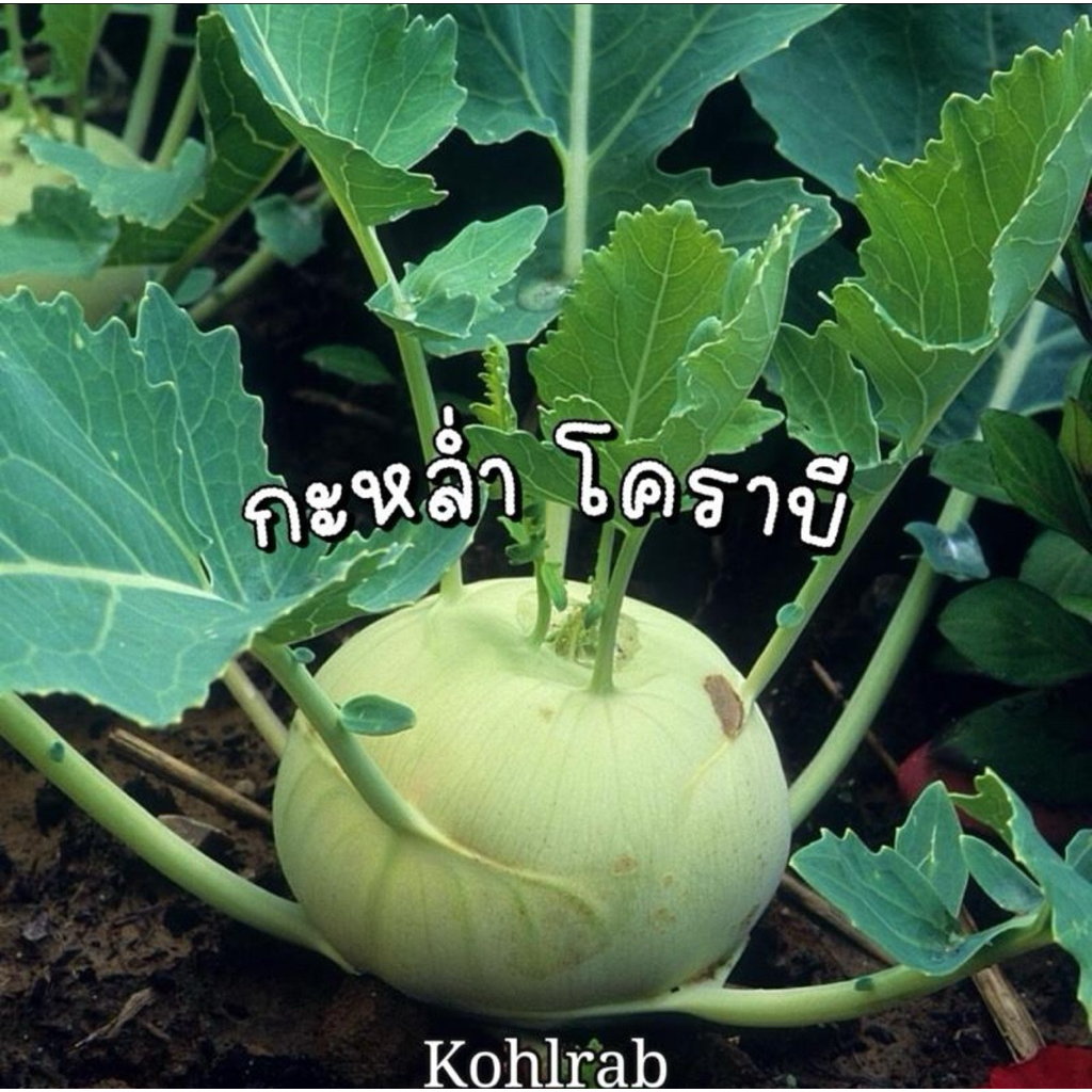 เมล็ดพันธุ์ กะหล่ำปม โคราบี Kohlrab เมล็ดแท้นำเข้า อัตราการงอกสูง [บ้านฉันปลูกเคล]