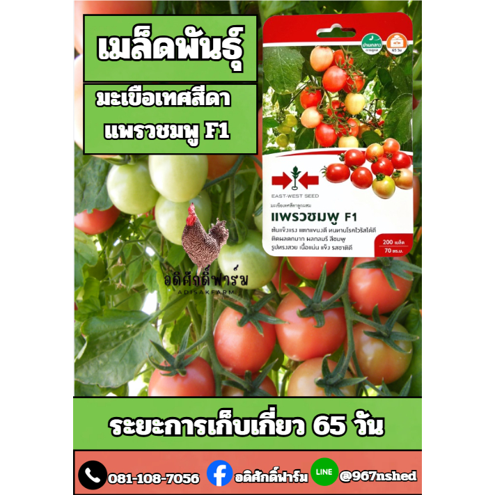 เมล็ดพันธุ์ มะเขือเทศสีดา แพรวชมพู F1 ศรแดง จำนวน 2 ซอง อดิศักดิ์ฟาร์ม FP4