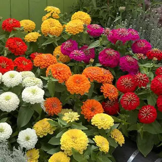 Zinnia Flower Seeds เมล็ดพันธุ์ดอกบานชื่น กลีบซ้อน คละสี 100เมล็ด Zinnia ต้นบานชื่นหลากสี