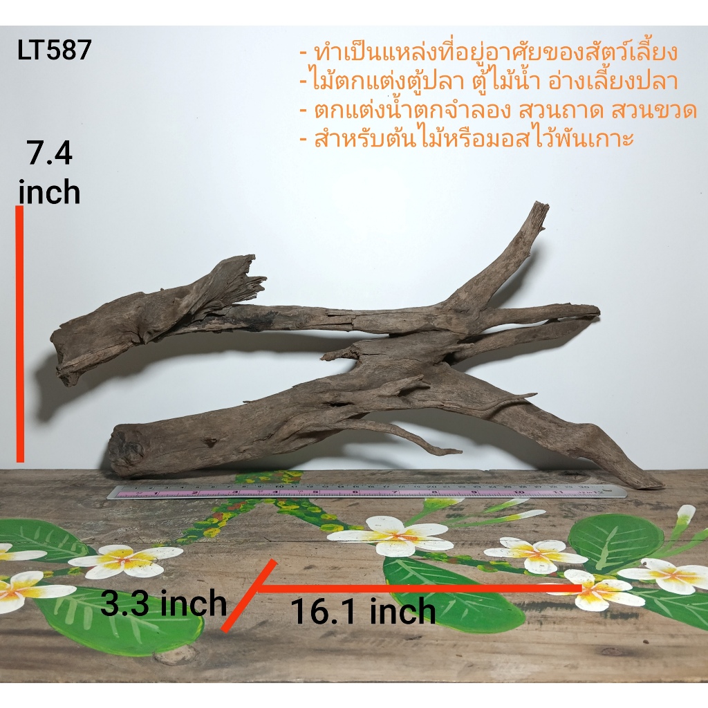 ขอนไม้ รากไม้ (ขัดสะอาด)ไม้ตกแต่งตู้ปลา ตู้ไม้น้ำ สวนถาด สวนขวด ตกแต่งที่อยู่อาศัยของสัตว์เลี้ยง