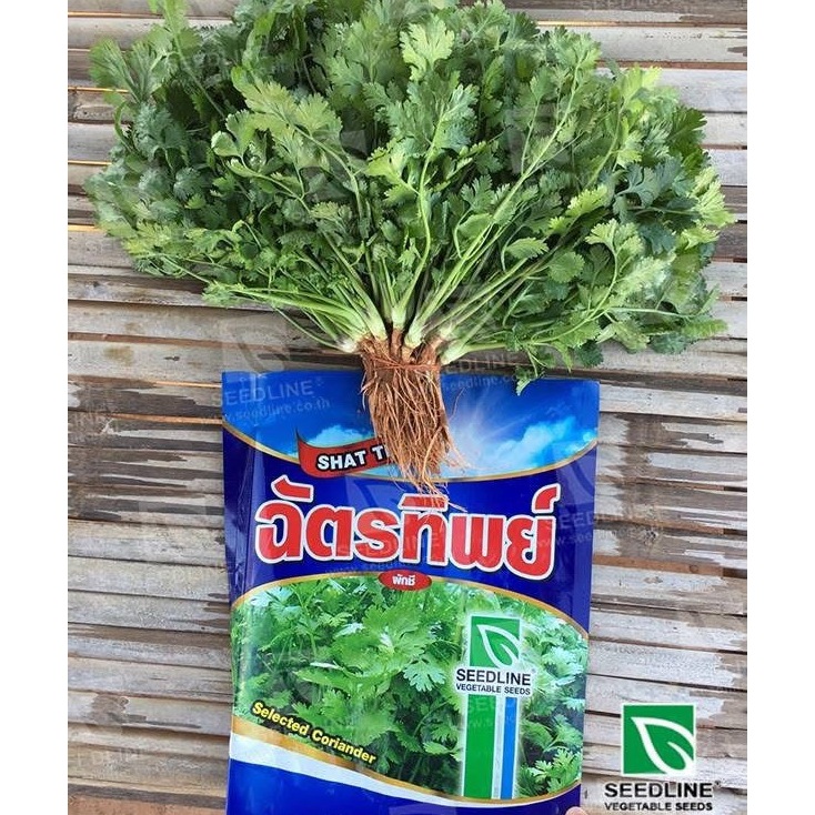 ผักชีฉัตรทิพย์ 300 กรัม กอใหญ่ น้ำหนักดี ใบหนา ออกดอกช้า รูปที่ 6