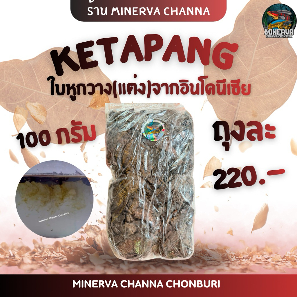 Ketapangใบหูกวางแต่งนำเข้าจากอินโดนีเซียแท้ 100%