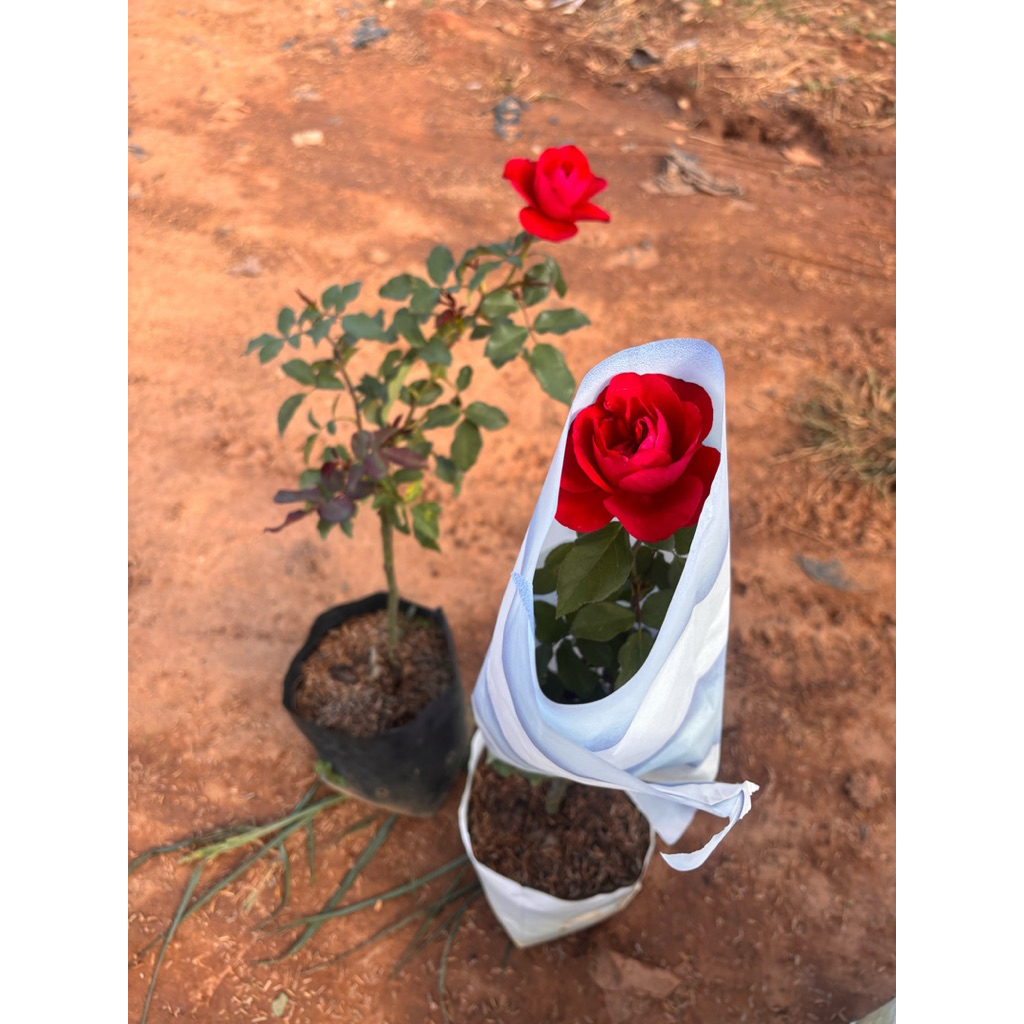 กุหลาบโมนาลิซ่า (Mona Lisa Rose) ส่งพร้อมถุง 6 นิ้ว กำลังเริ่มออกดอก เป็นพันธุ์กุหลาบฝรั่งเศสพันธุ์หนึ่งที่โดดเด่น