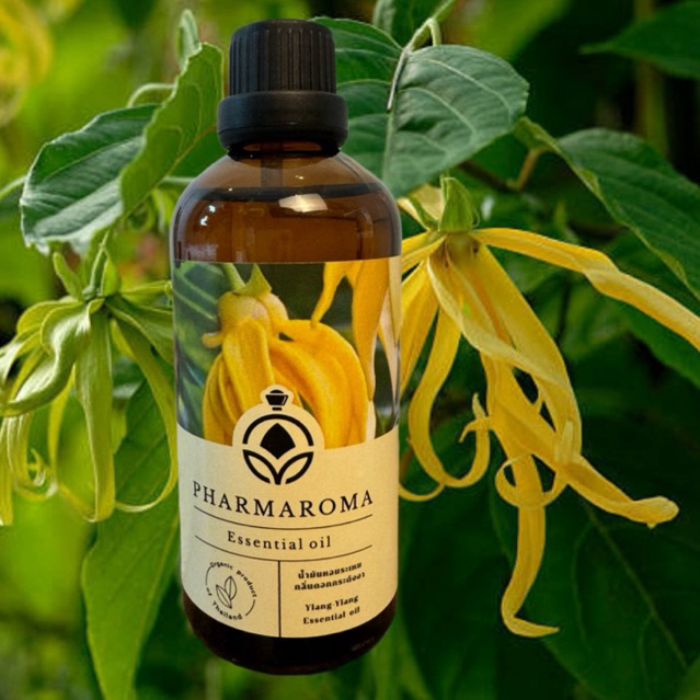 น้ำมันหอมระเหยกระดังงา กลิ่นแท้ True Ylang Ylang Essential Oil กลิ่นหอมนุ่มนวล เหมือนอยู่ใต้ต้นกระดังงา