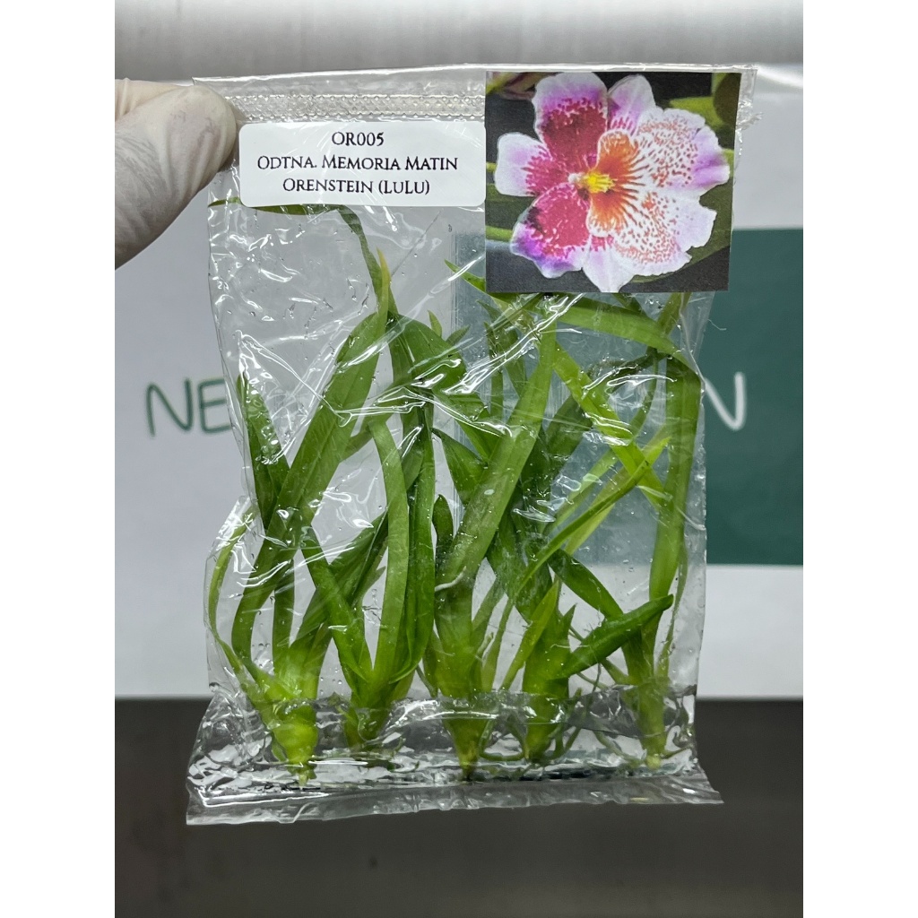 ไม้เนื้อเยื่อ: วานิลลา: (A002) Vanilla Planifolia Tissue Culture (5 plants/bag)