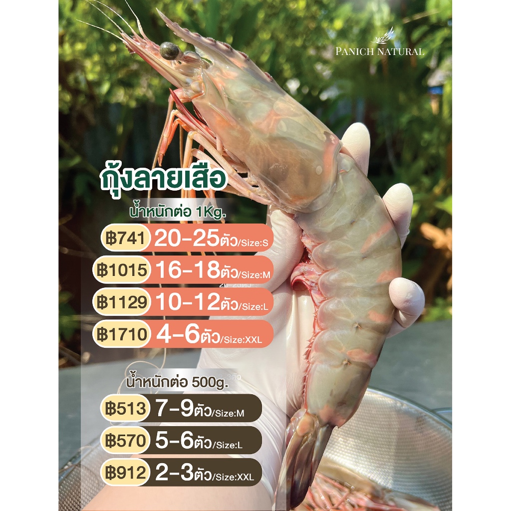 Panich Natural กุ้งลายเสือ กุ้ง อาหารทะเล สด ปลอดสารเคมี