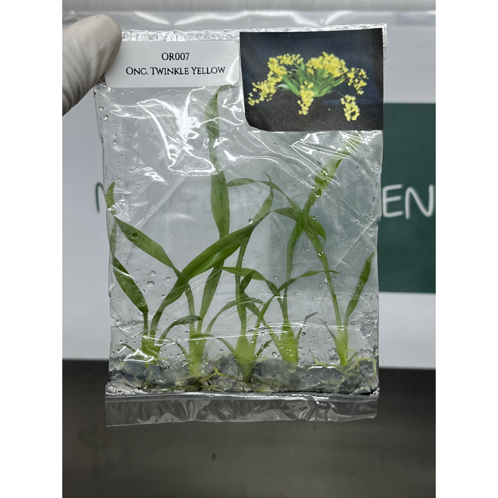 ไม้เนื้อเยื่อ: กล้วยไม้: Oncidium Twinkle Yellow Tissue Culture (5 plants/bag)