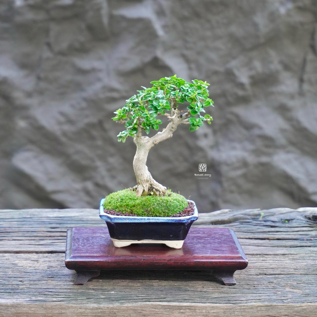 ♥︎ | บอนไซ เพรมน่าไต้หวัน ⋆˚  ˚⋆ ((พร้อมส่ง✅))  มีวิธีการดูแล+ปุ๋ยแถมไปให้ค่ะ