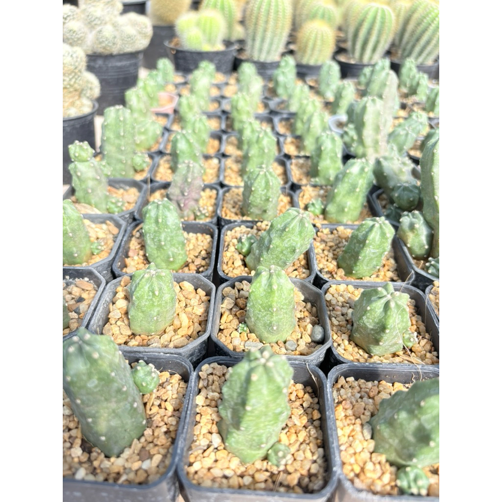 โมโมทาโร่ (Echinocereus momotaro) ดอกสีส้มขนาดกระถาง 2 นิ้ว ภาพสุดท้ายเป็นตัวอย่างดอก