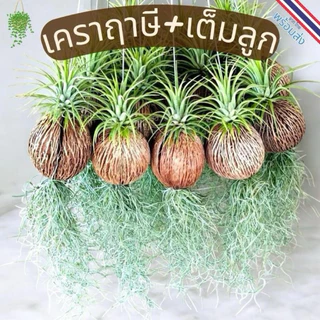 เคราฤาษี​ ชุด​ 5หรือ10​ พวง ไม้ฟอกอากาศ​ ประดับตกแต่งอาคาร​ บ้านเรือน ช่วยให้อากาศบริสุทธิ์​ ดูแลง่าย​ ทนแล้งได้ดี