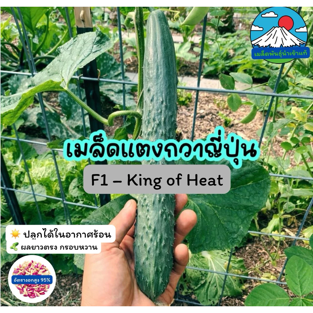 เมล็ดพันธุ์แตงกวาญี่ปุ่น F1 King of Hea | เมล็ดแท้นำเข้า | 35–70 เมล็ด | งอก 95%