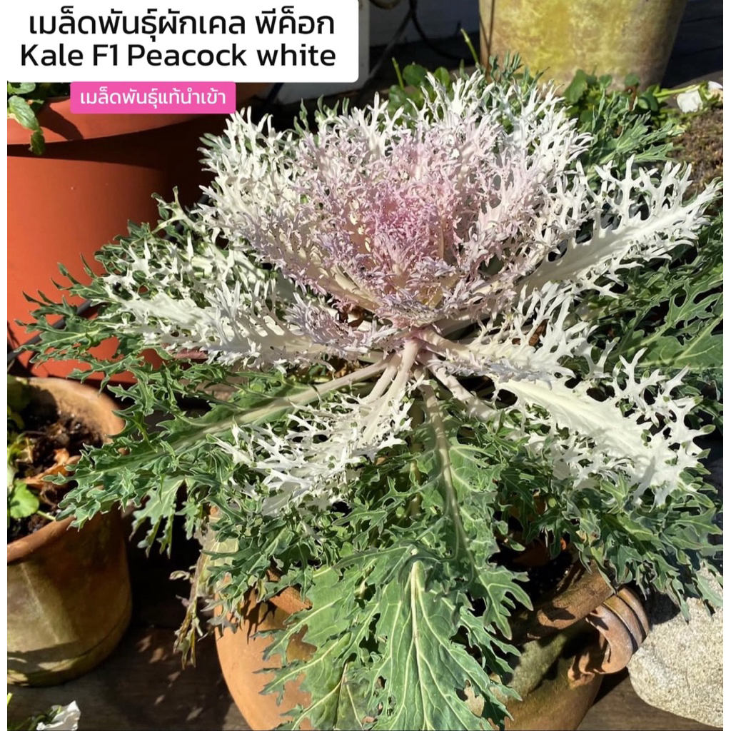 เมล็ดพันธุ์เคลพีค็อกไวท์ Kale F1 Peacock White เมล็ดพันธุ์แท้นำเข้าจากต่างประเทศ อัตราการงอกสูง จากบ้านฉันปลูกเคล