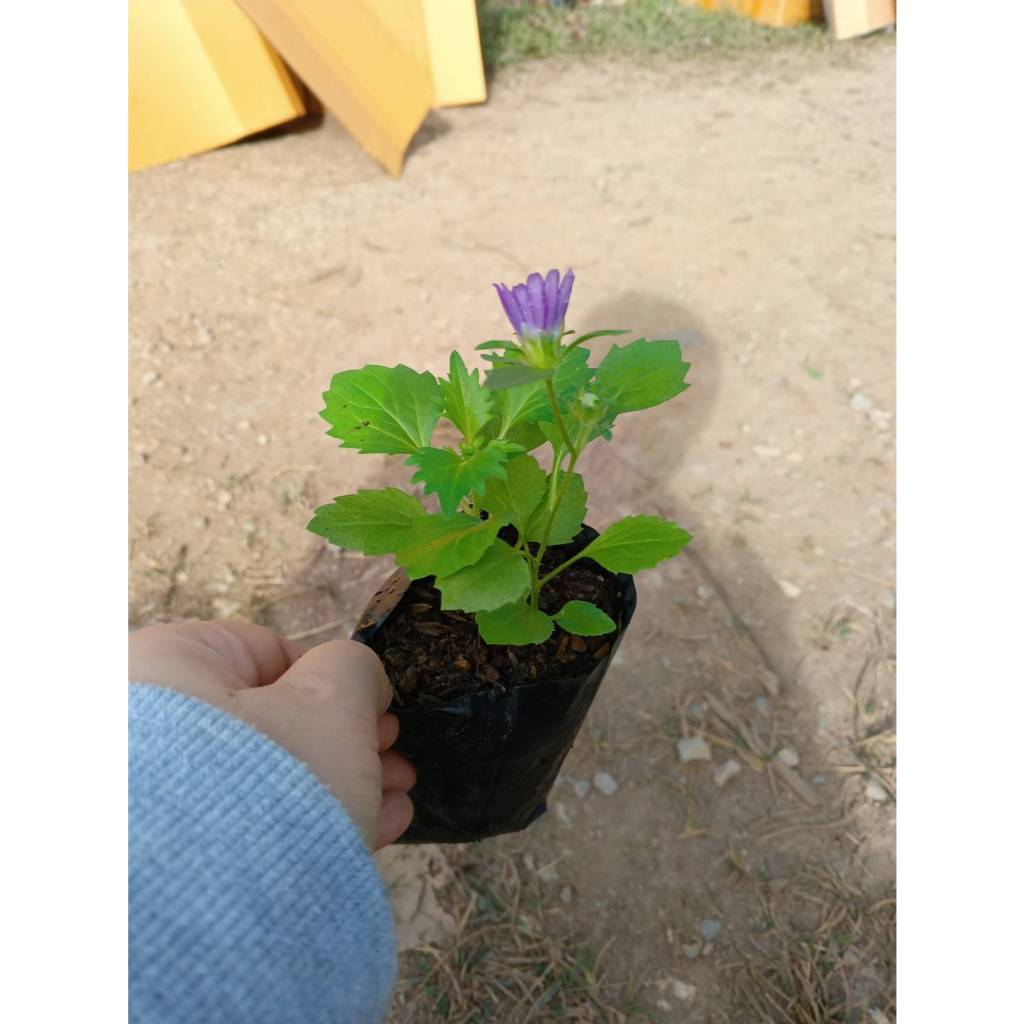 ต้นพันธุ์ แอสเตอร์ (Aster) ถุงดำพร้อมปลูก 29บาท   เอสเตอร์ ดอกแอสเตอร์ มีความหมายแทนความห่วงใย ความมุ่งมั่น