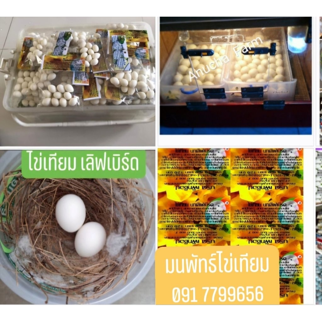 ไข่เทียมนกเลิฟเบิร์ด(มนพัธ์ผู้ผลิตค่ะ)