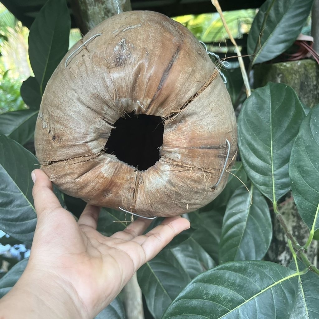 รังนก รังกะรอก บ้านรังมะพร้าว เปิด-ปิดได้ ไม่ทาสี