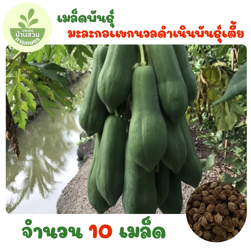 เมล็ดพันธุ์มะละกอแขกนวลดำเนินพันธุ์เตี้ย จำนวน 10 เมล็ด