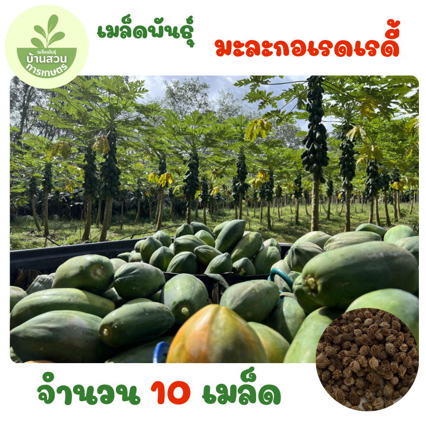 เมล็ดพันธุ์มะละกอเรดเรดี้ จำนวน 10 เมล็ด