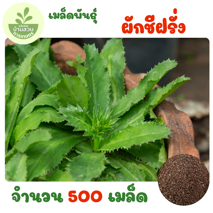 เมล็ดพันธุ์ผักชีฝรั่ง จำนวน 500 เมล็ด