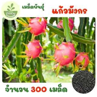 เมล็ดพันธุ์แก้วมังกร จำนวน 300 เมล็ด