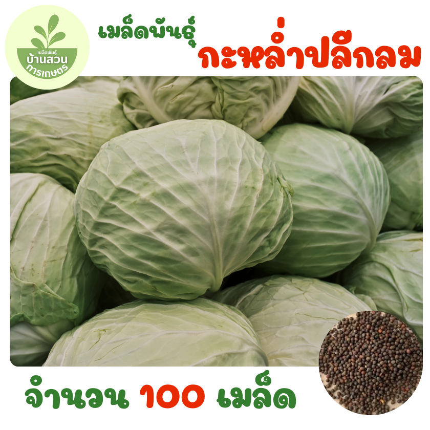 เมล็ดพันธุ์กะหล่ำปลีกลม จำนวน 100 เมล็ด