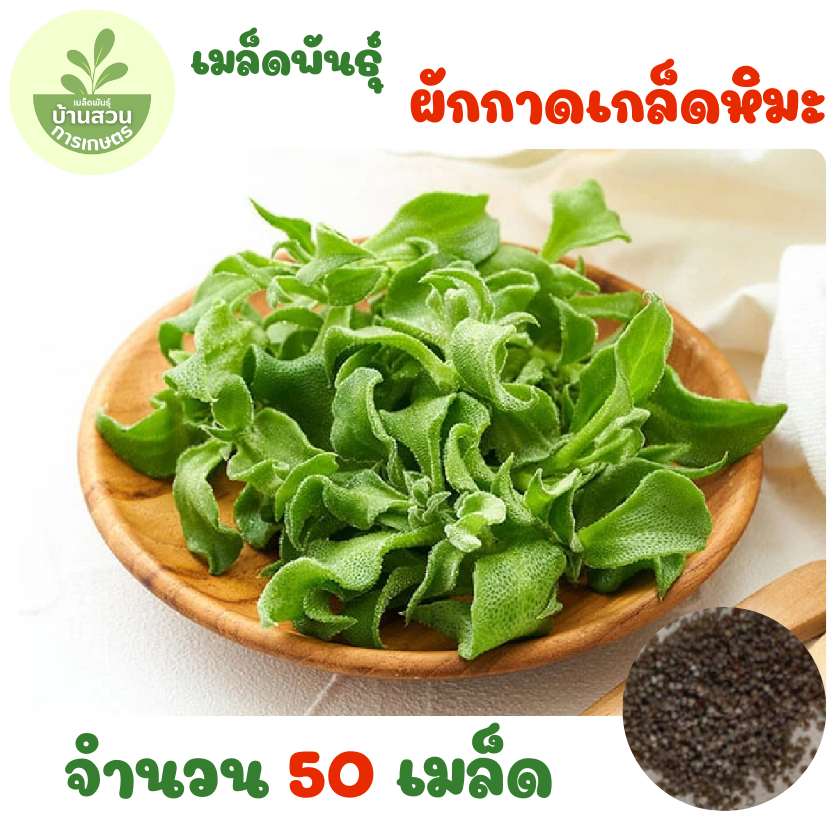 เมล็ดพันธุ์ผักกาดเกล็ดหิมะ จำนวน 50 เมล็ด