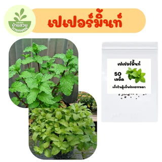 เมล็ดพันธุ์เปเปอร์มิ้นท์ (สาระแหน่) จำนวน 50 เมล็ด