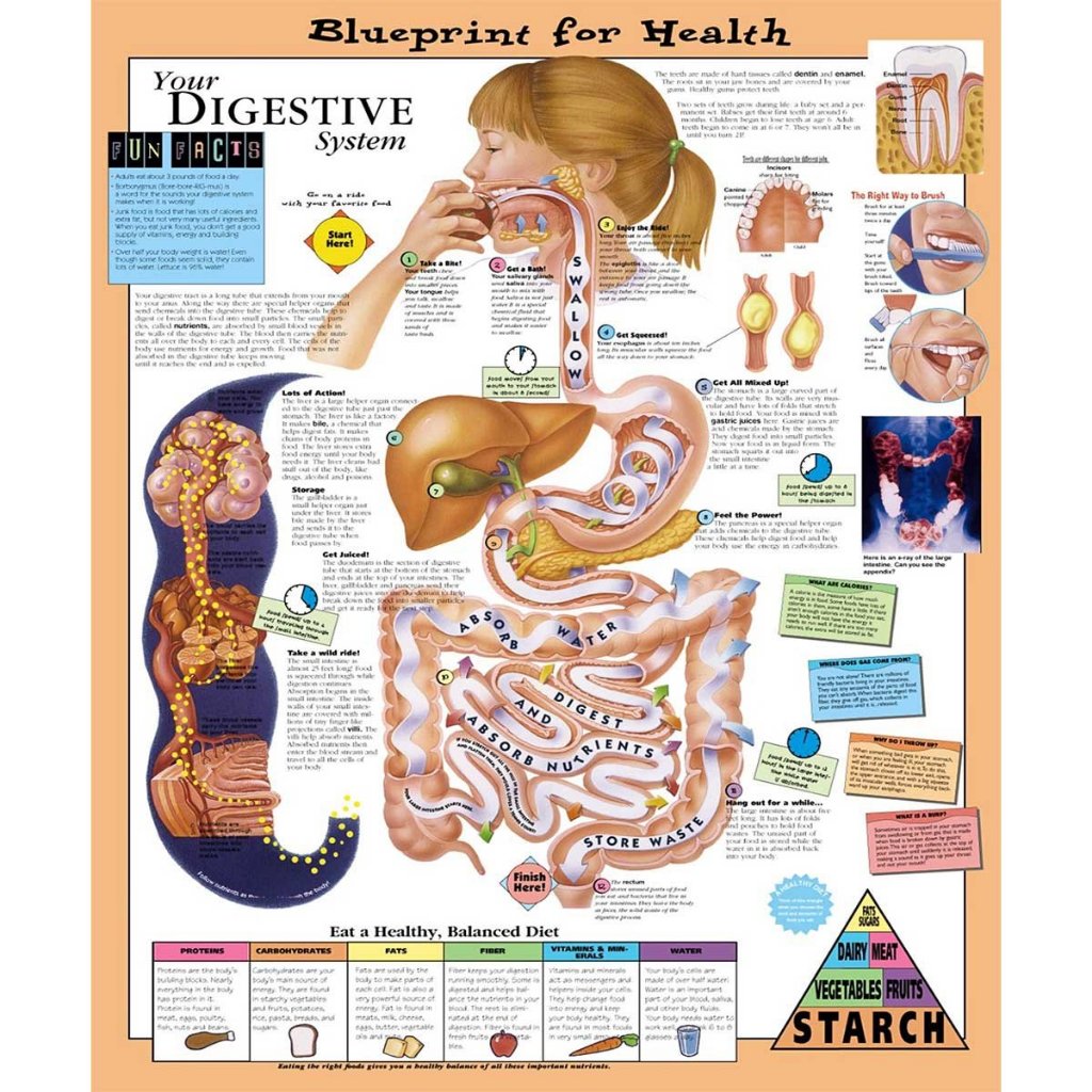แผ่นโปสเตอร์ Blueprint for Health Your Digestive System Chart (Paper) ed 1/2003