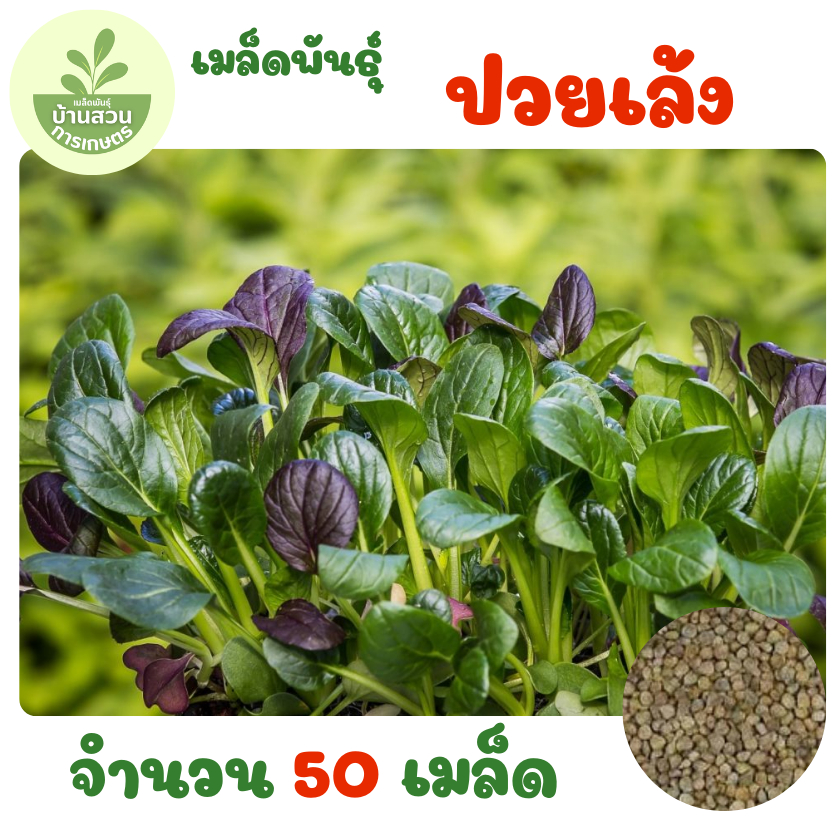 เมล็ดพันธุ์ปวยเล้ง จำนวน 50 เมล็ด