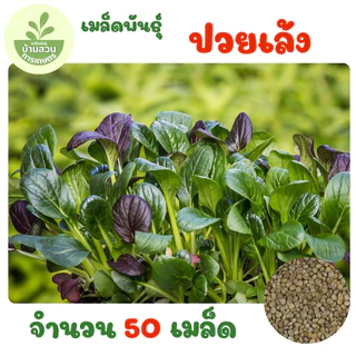 เมล็ดพันธุ์ปวยเล้ง จำนวน 50 เมล็ด