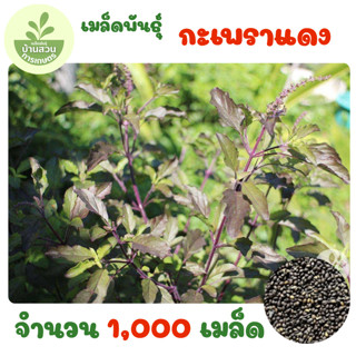 เมล็ดพันธุ์กะเพราแดง จำนวน 1,000 เมล็ด