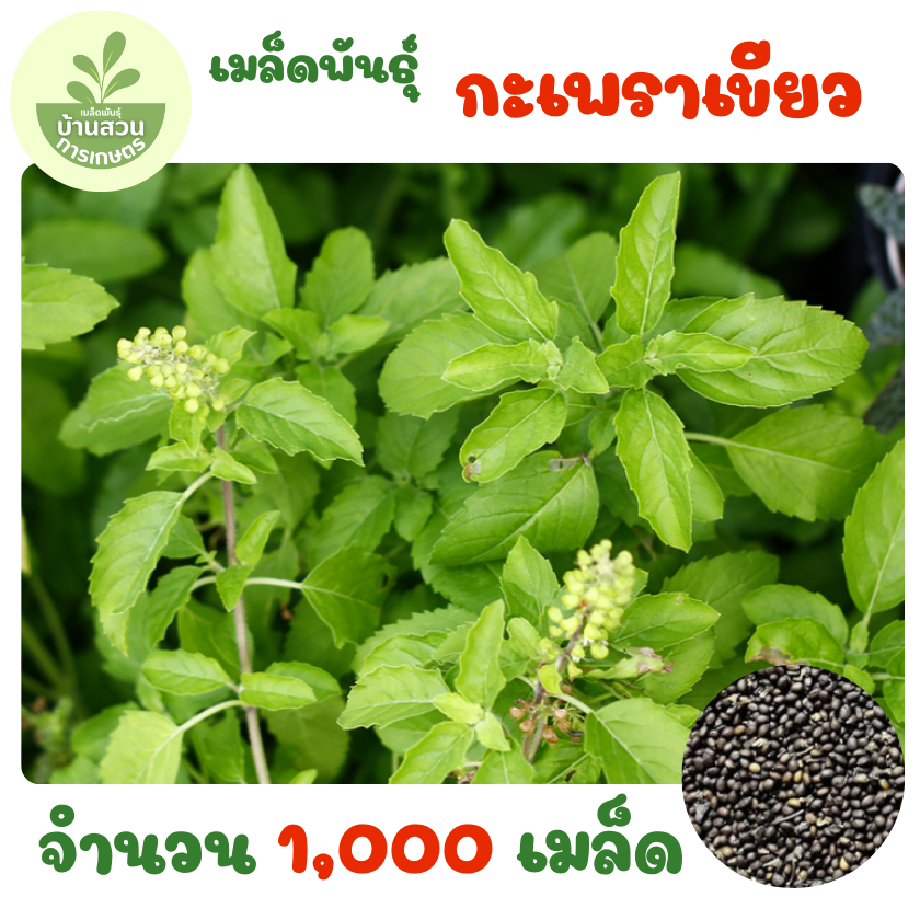 เมล็ดพันธุ์กะเพราเขียว จำนวน 1,000 เมล็ด
