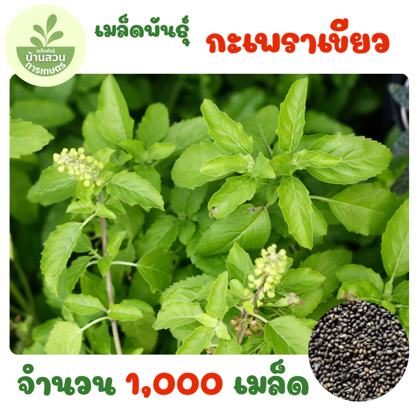 เมล็ดพันธุ์กะเพราเขียว จำนวน 1,000 เมล็ด