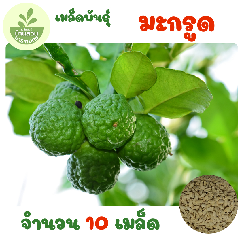 เมล็ดพันธุ์มะกรูด จำนวน 10 เมล็ด