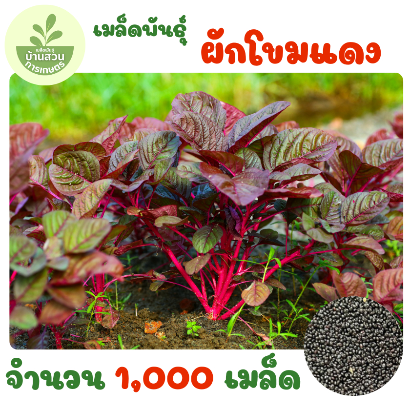 เมล็ดพันธุ์ผักโขมแดง จำนวน 1,000 เมล็ด