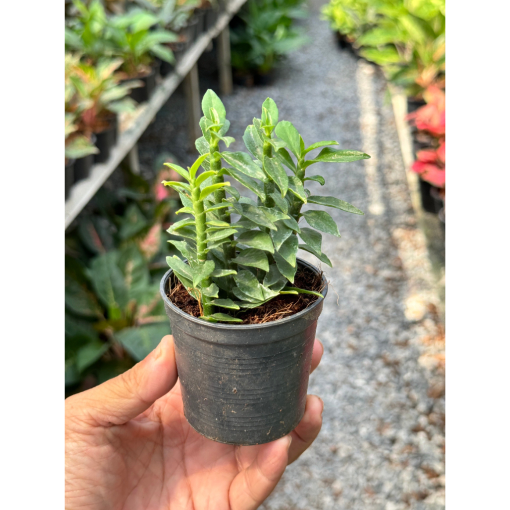 มุมมอง 2