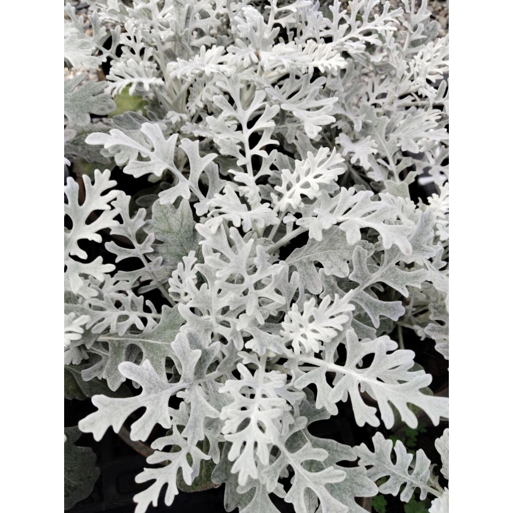 ต้นละอองเงิน Dusty Miller