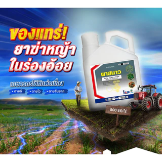 พาสนาว 4 ลิตร ( กลูโฟซิเนต 15% ) (ไอซีพี ลัดดา) กำจัดวัชพืช ฆ่าหญ้า หัวคันนา ร่องมัน ปรือ ธูป