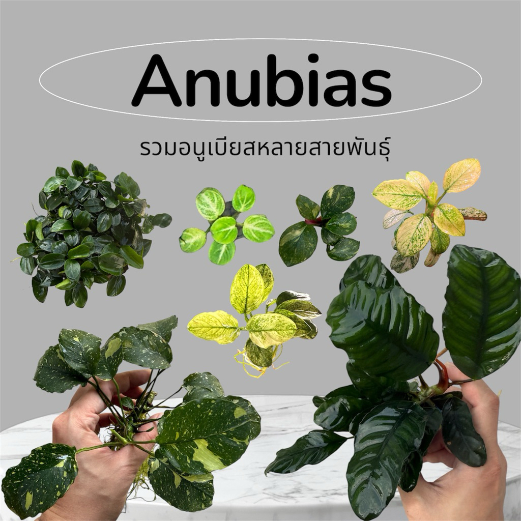 Anubias Pinto , Marble , Stardust , White ไม้น้ำ rare item เลี้ยงง่าย