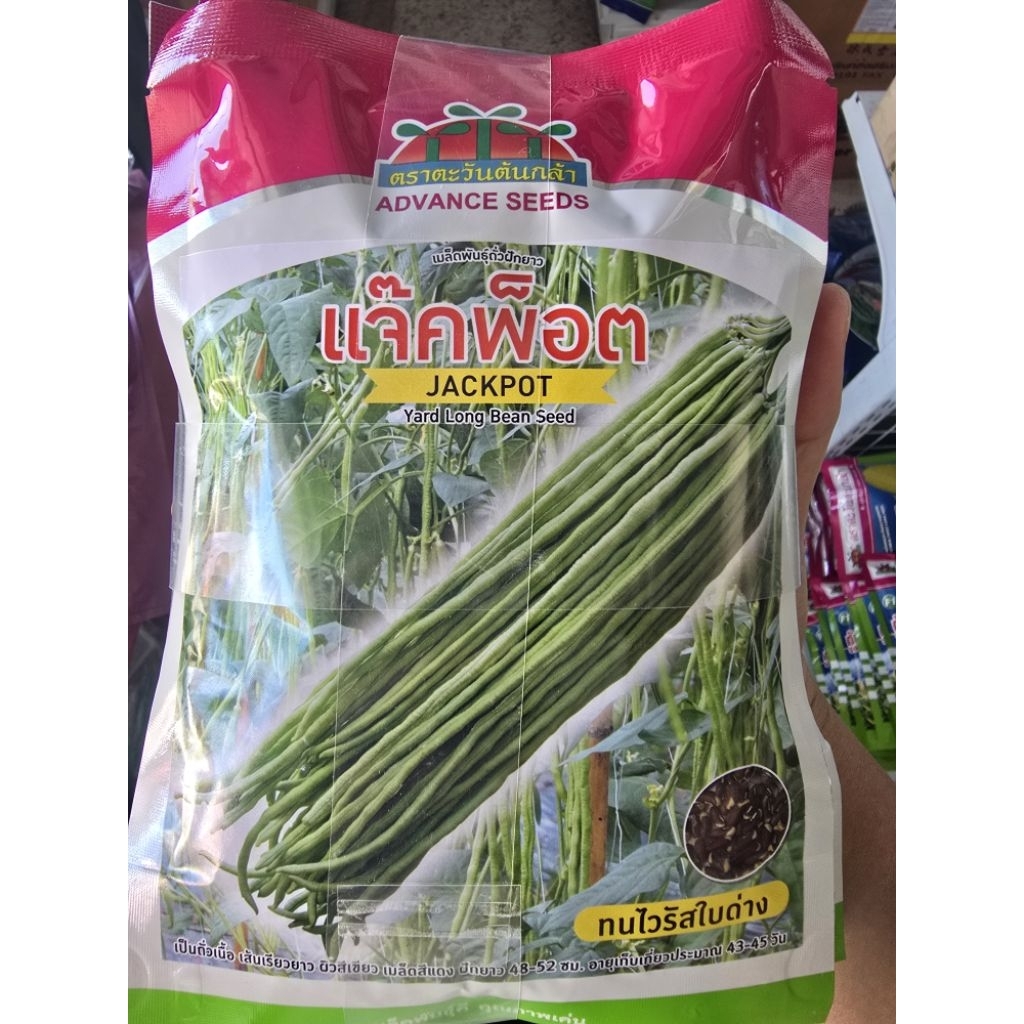 เมล็ดถั่วฝักยาว แจ๊คพ็อต ขนาด 100 กรัม ถั่วเนื้อ ทนไวรัสใบด่าง ตราตะวันต้นกล้า