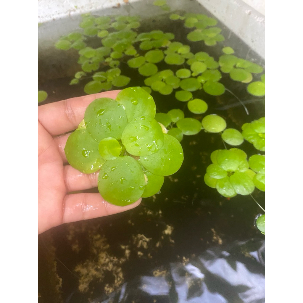 จอกเขียวญี่ปุ่น (Lemna minor)ไม้น้ำ น่ารัก ตกแต่ง อ่างปลา ตู้ปลา สวยงามปรับสภาพน้ำใส เป็นที่อาศัยของปลาและเป็นธรรมชาติ