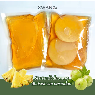 คอมบูชา หมักได้ 7 ลิตร Kombucha Scoby สโคบี้+น้ำหัวเชื้อหมักตั้งต้น 700ml พร้อมคู่มือการหมัก