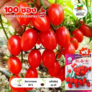 20000 เมล็ด เมล็ดพันธุ์ มะเขือเทศราชินี มะเขือเทศ เชอรี่ สีแดง ทานสด ตัวเลือก งอกดี ปลูกง่าย โตไว ผล