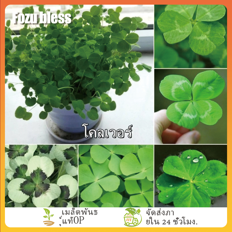 FOZU  เมล็ดโคลเวอร์สี่แฉก 200​ เมล็ด ใบไม้แห่งความโชคดี ใบโคลเวอร์ 4 แฉก Clover