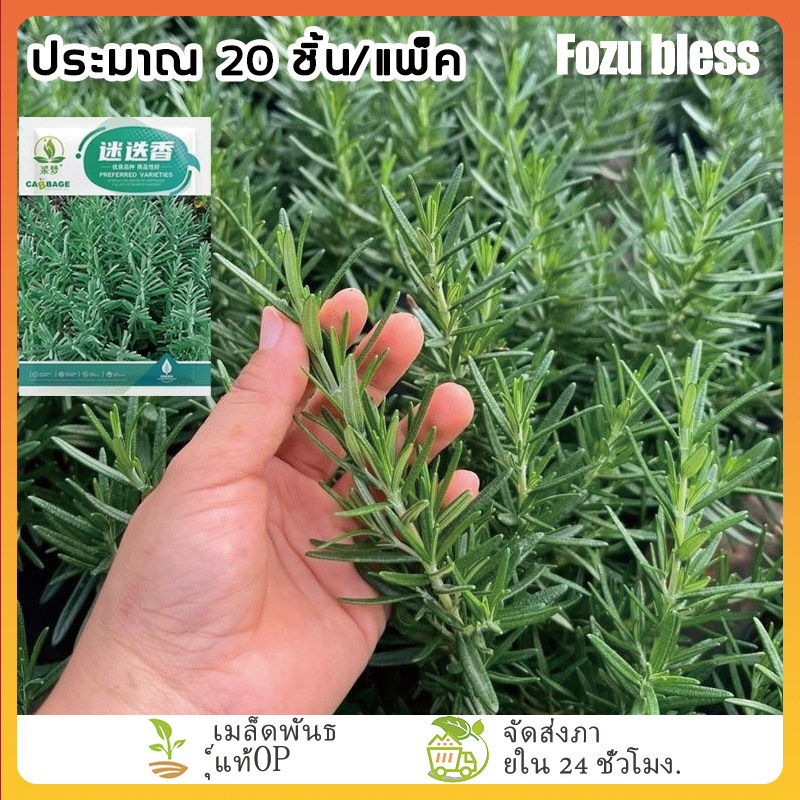 FOZU โรสแมรี ออร์แกนิค เมล็ดพันธุ์ 20 ปลูกง่าย