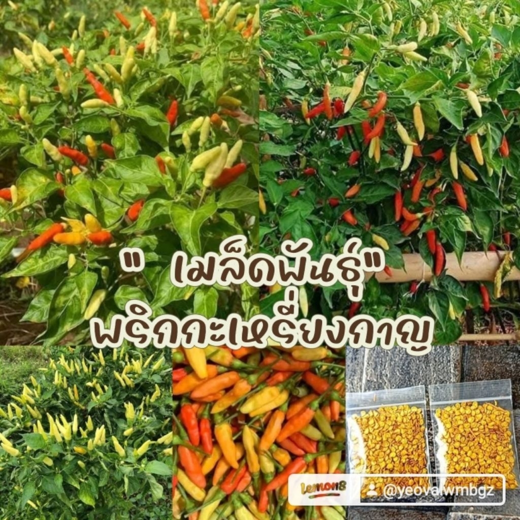 เมล็ดพันธุ์พริกกะเหรี่ยงกาญ 300 เมล็ด 39 บาทซื้อ 2 แถม 1