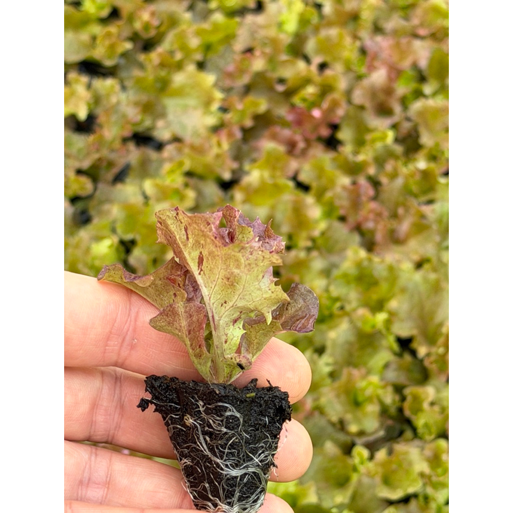 กล้าสลัดเรดโครอล ชุด 12 ต้น - รูปที่ 4