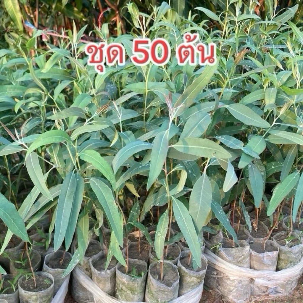 ต้นยูคาลิปตัส ชุด 50 ต้น พันธุ์คามาลดูเลนซิส(ออสเตรเลีย) สูง 30 ซม.ขึ้นไป